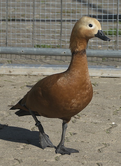 春风
