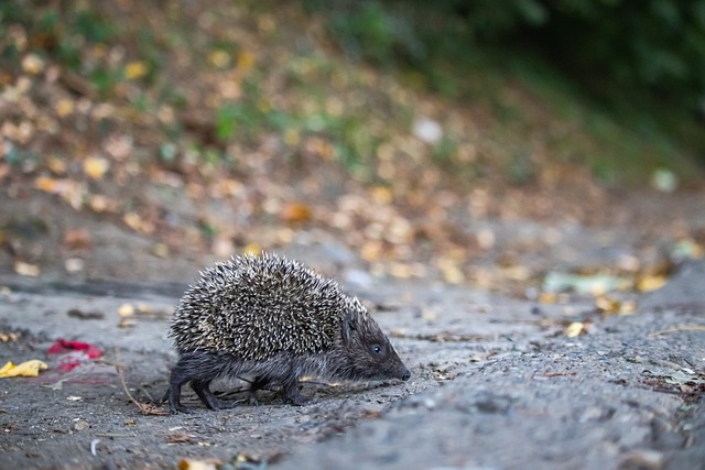 联赛规则的 联赛规则的